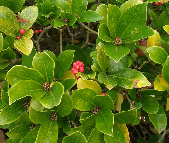 greenleaf-hedge-with-berries